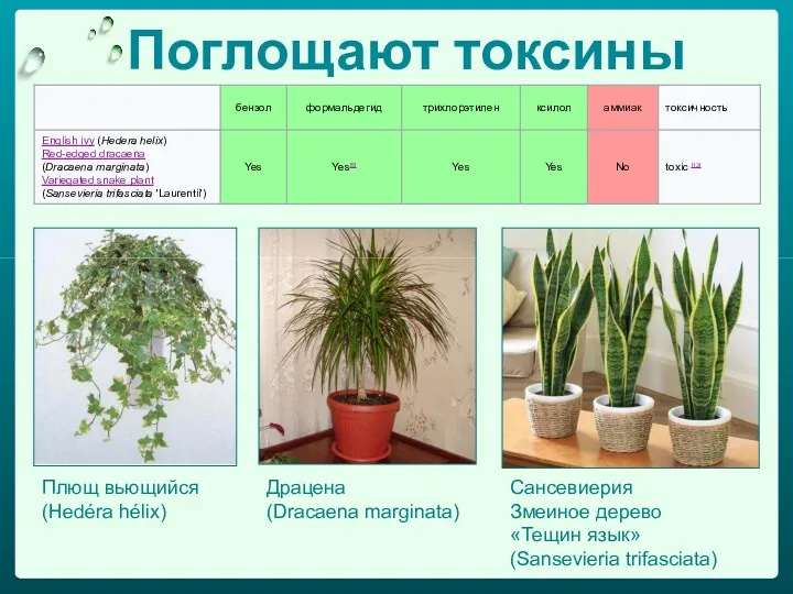 Поглощают токсины Плющ вьющийся (Hedéra hélix) Драцена (Dracaena marginata) Сансевиерия Змеиное дерево «Тещин язык» (Sansevieria trifasciata)