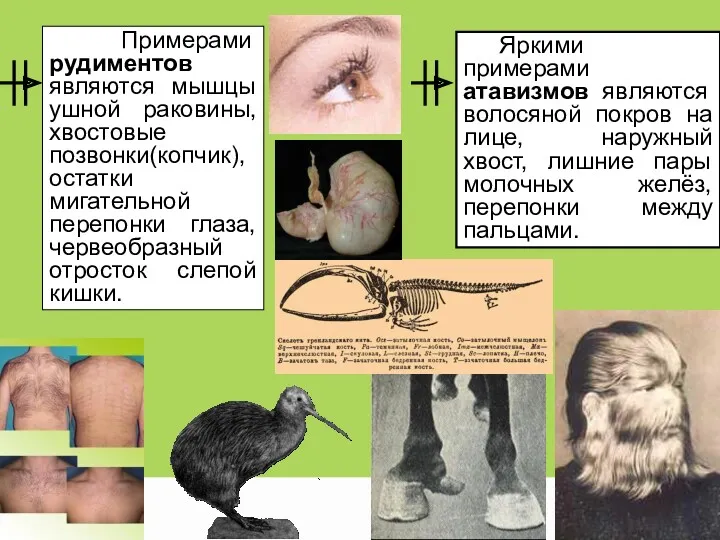 Примерами рудиментов являются мышцы ушной раковины, хвостовые позвонки(копчик),остатки мигательной перепонки глаза, червеобразный отросток