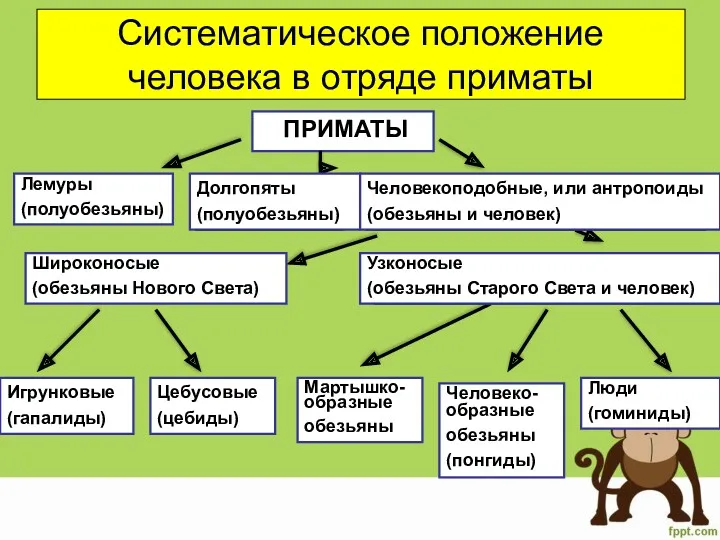 Систематическое положение человека в отряде приматы ПРИМАТЫ Лемуры (полуобезьяны) Долгопяты (полуобезьяны) Человекоподобные, или