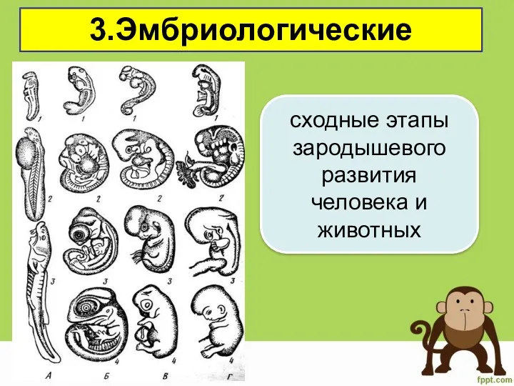 3.Эмбриологические сходные этапы зародышевого развития человека и животных