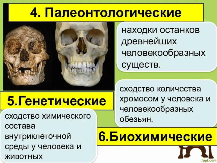 4. Палеонтологические находки останков древнейших человекообразных существ. 5.Генетические сходство количества хромосом у человека