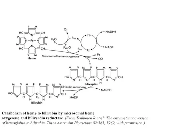 Catabolism of heme to bilirubin by microsomal heme oxygenase and