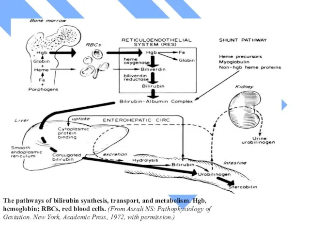 The pathways of bilirubin synthesis, transport, and metabolism. Hgb, hemoglobin;