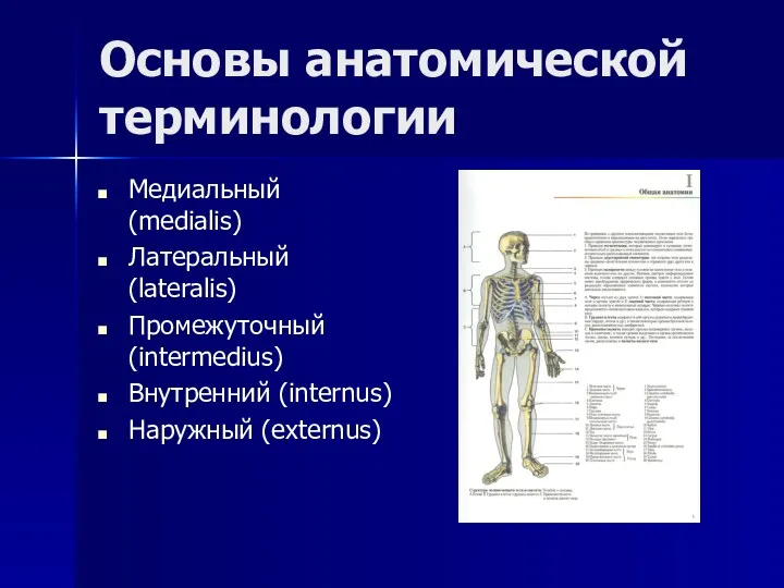 Основы анатомической терминологии Медиальный (medialis) Латеральный (lateralis) Промежуточный (intermedius) Внутренний (internus) Наружный (externus)