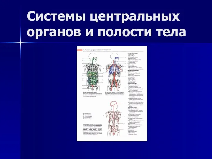 Системы центральных органов и полости тела