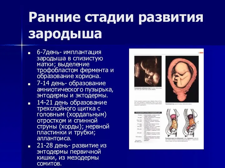 Ранние стадии развития зародыша 6-7день- имплантация зародыша в слизистую матки;