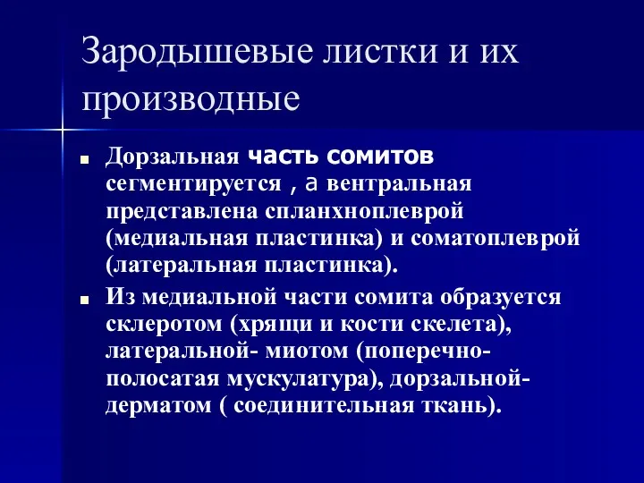 Зародышевые листки и их производные Дорзальная часть сомитов сегментируется , а вентральная представлена