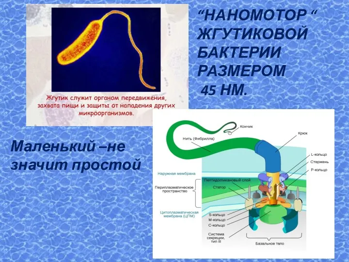 “НАНОМОТОР “ ЖГУТИКОВОЙ БАКТЕРИИ РАЗМЕРОМ 45 НМ. Маленький –не значит простой