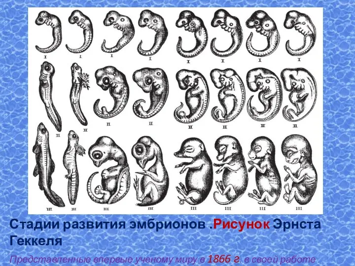 Стадии развития эмбрионов .Рисунок Эрнста Геккеля Представленные впервые ученому миру