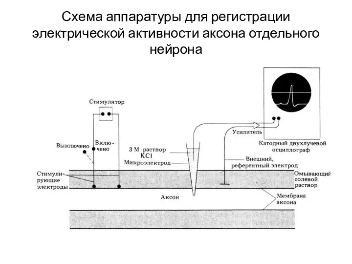 Схема аппаратуры для регистрации электрической активности аксона отдельного нейрона