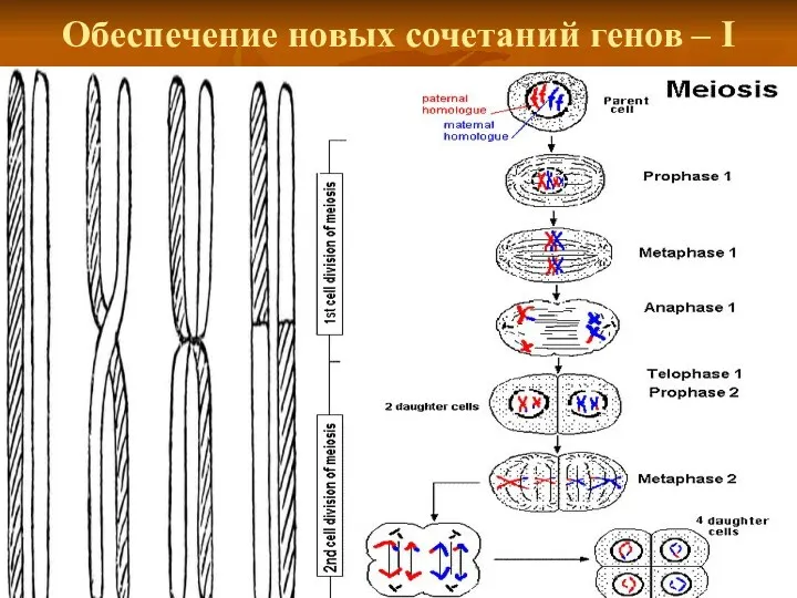 Обеспечение новых сочетаний генов – I