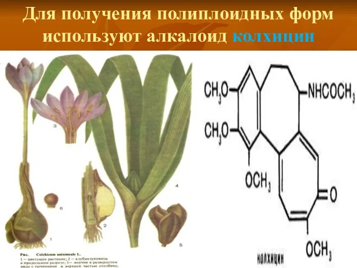 Для получения полиплоидных форм используют алкалоид колхицин