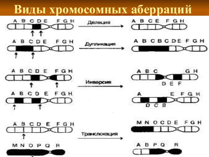 Виды хромосомных аберраций