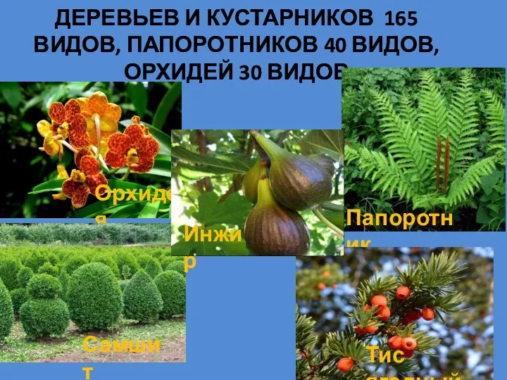 ДЕРЕВЬЕВ И КУСТАРНИКОВ 165 ВИДОВ, ПАПОРОТНИКОВ 40 ВИДОВ, ОРХИДЕЙ 30