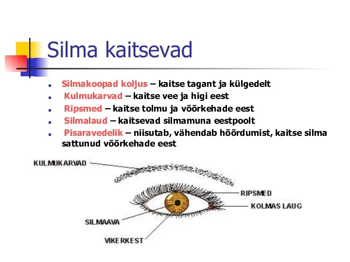 Silma kaitsevad Silmakoopad koljus – kaitse tagant ja külgedelt Kulmukarvad