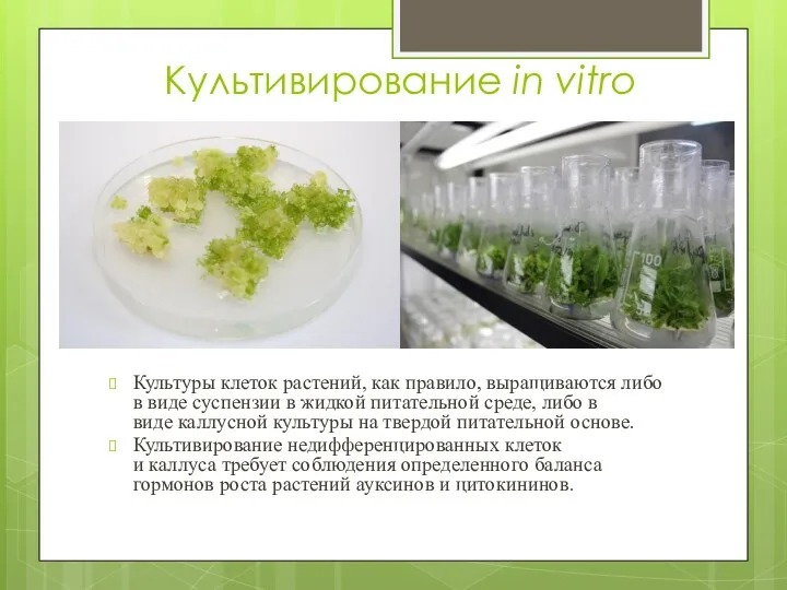 Культивирование in vitro Культуры клеток растений, как правило, выращиваются либо