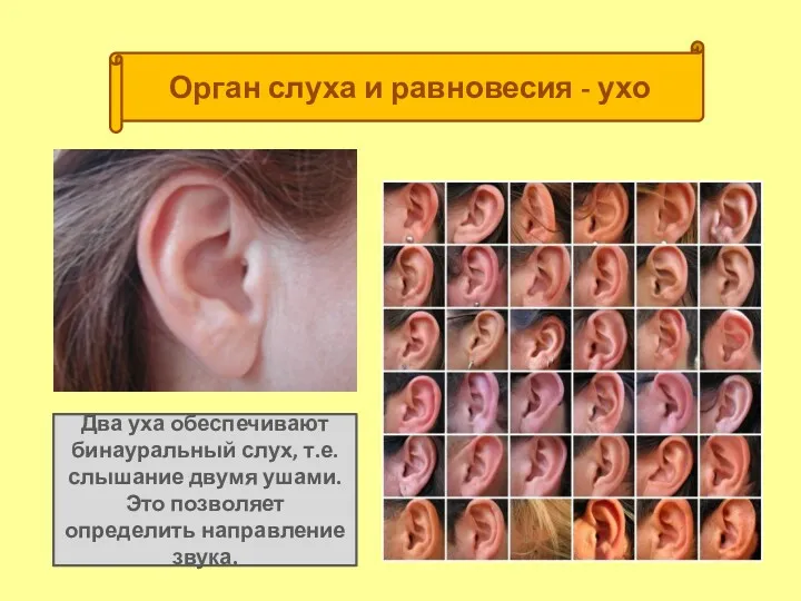 Орган слуха и равновесия - ухо Два уха обеспечивают бинауральный слух, т.е. слышание
