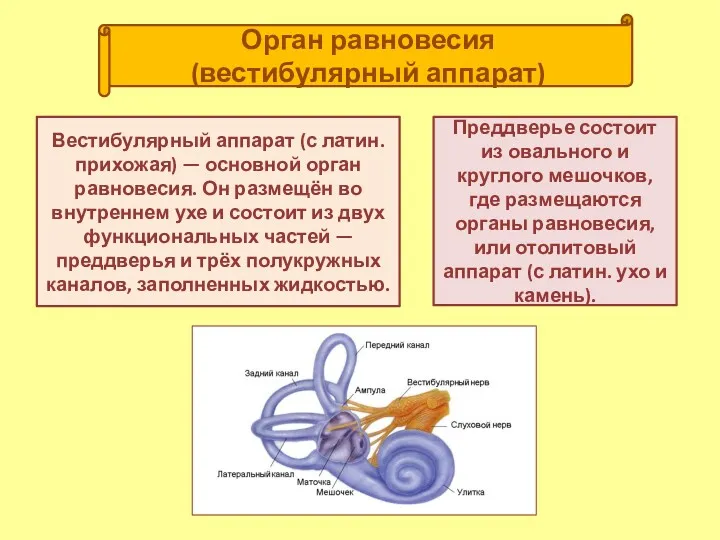 Орган равновесия (вестибулярный аппарат) Преддверье состоит из овального и круглого мешочков, где размещают­ся