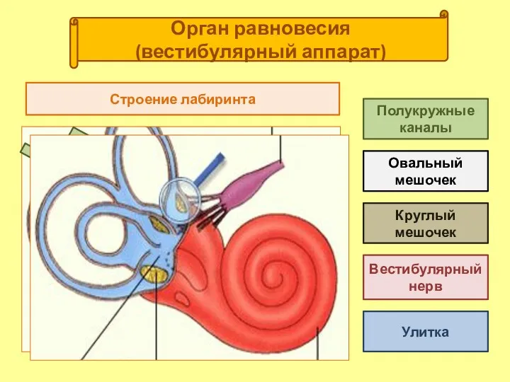 Орган равновесия (вестибулярный аппарат) Улитка Полукружные каналы Вестибулярный нерв Овальный мешочек Круглый мешочек Строение лабиринта