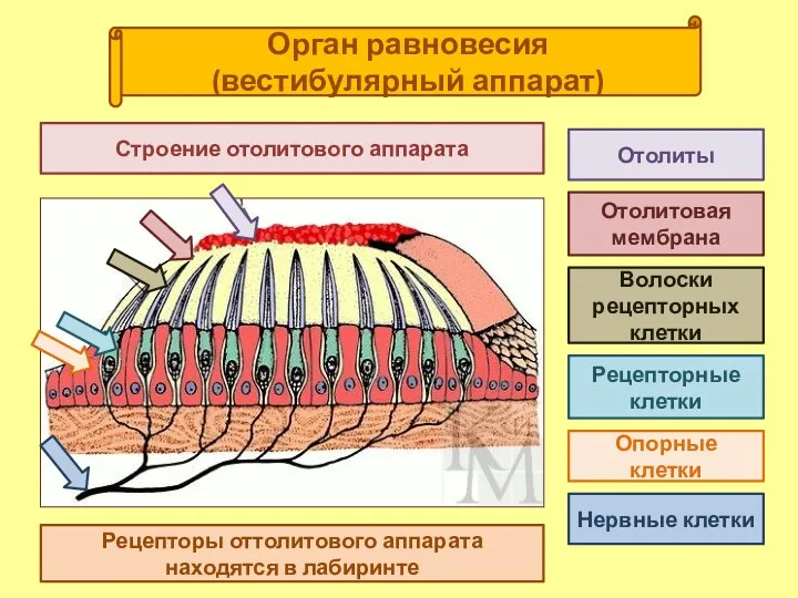 Орган равновесия (вестибулярный аппарат) Нервные клетки Отолиты Опорные клетки Отолитовая мембрана Волоски рецепторных
