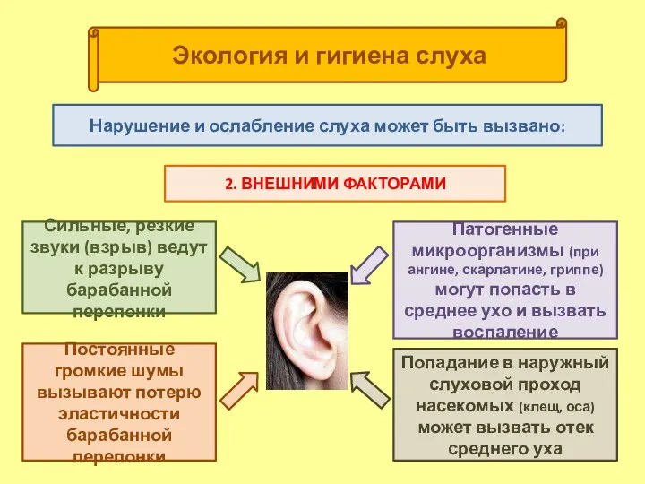2. ВНЕШНИМИ ФАКТОРАМИ Нарушение и ослабление слуха может быть вызвано: Экология и гигиена