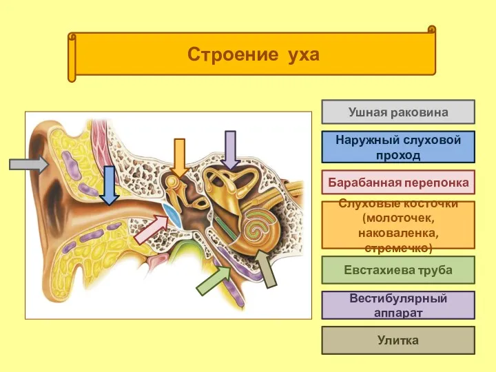 (( Строение уха Ушная раковина Наружный слуховой проход Барабанная перепонка Слуховые косточки (молоточек,