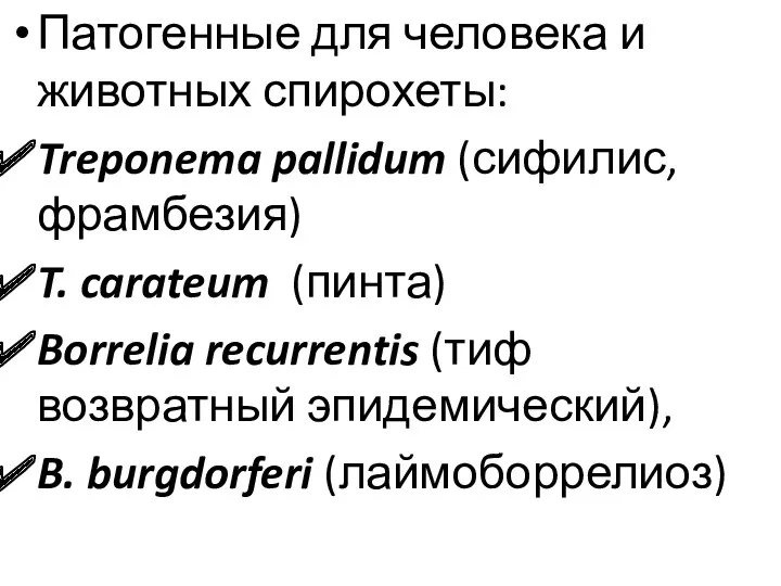 Патогенные для человека и животных спирохеты: Treponema pallidum (сифилис, фрамбезия)
