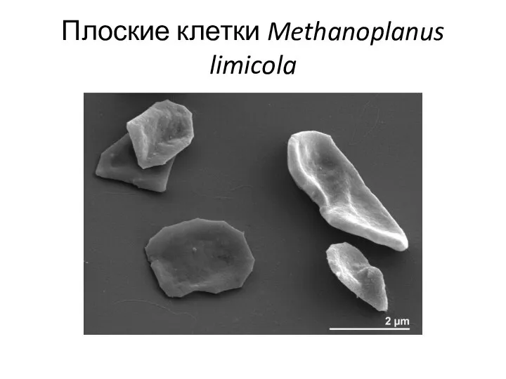 Плоские клетки Methanoplanus limicola