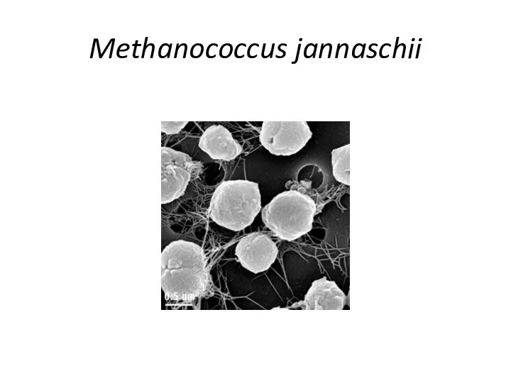 Methanococcus jannaschii