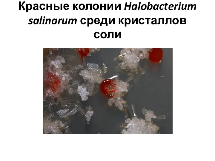 Красные колонии Halobacterium salinarum среди кристаллов соли