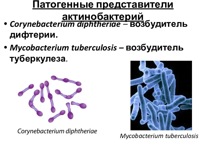 Патогенные представители актинобактерий Corynebacterium diphtheriae – возбудитель дифтерии. Mycobacterium tuberculosis – возбудитель туберкулеза. Mycobacterium tuberculosis