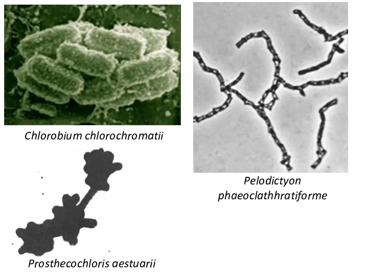 Chlorobium chlorochromatii Pelodictyon phaeoclathhratiforme Prosthecochloris aestuarii