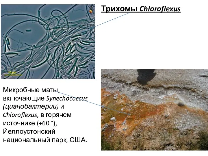 Трихомы Chloroflexus Микробные маты, включающие Synechococcus (цианобактерии) и Chloroflexus, в