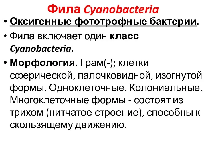Фила Cyanobacteria Оксигенные фототрофные бактерии. Фила включает один класс Cyanobacteria.