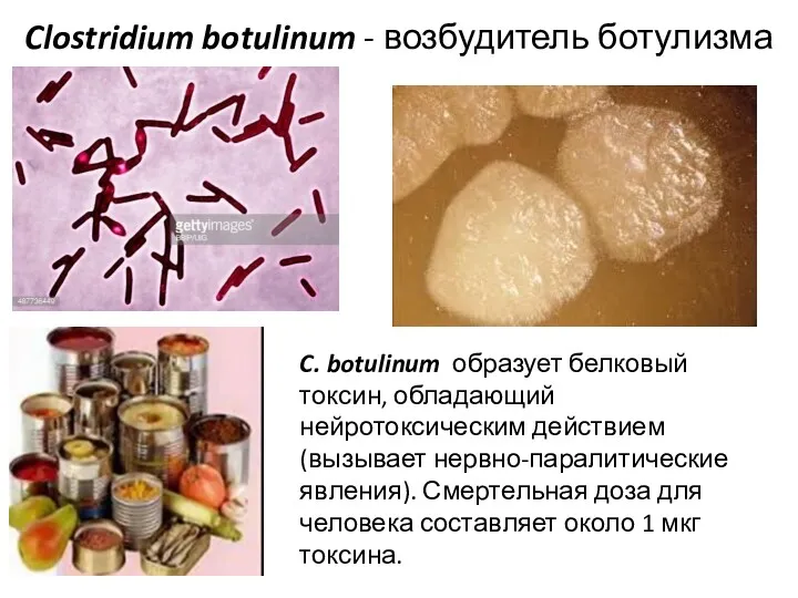 Clostridium botulinum - возбудитель ботулизма возбу C. botulinum образует белковый