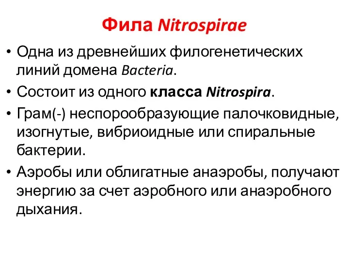 Фила Nitrospirae Одна из древнейших филогенетических линий домена Bacteria. Состоит