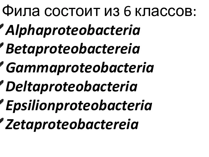 Фила состоит из 6 классов: Alphaproteobacteria Betaproteobactereia Gammaproteobacteria Deltaproteobacteria Epsilionproteobacteria Zetaproteobactereia