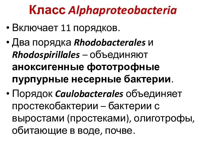 Класс Alphaproteobacteria Включает 11 порядков. Два порядка Rhodobacterales и Rhodospirillales