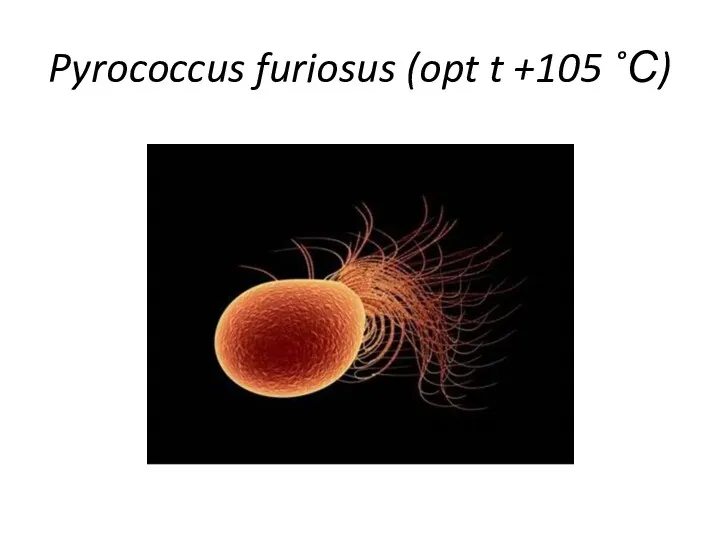 Pyrococcus furiosus (opt t +105 ˚С)