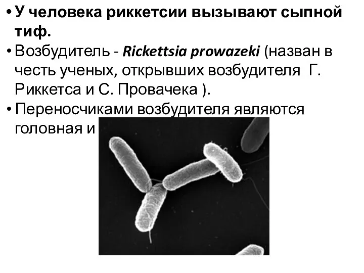 У человека риккетсии вызывают сыпной тиф. Возбудитель - Rickettsia prowazeki