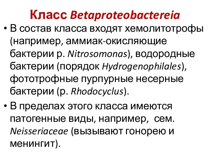 Класс Betaproteobactereia В состав класса входят хемолитотрофы (например, аммиак-окисляющие бактерии