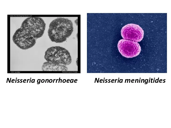 Neisseria gonorrhoeae Neisseria meningitides