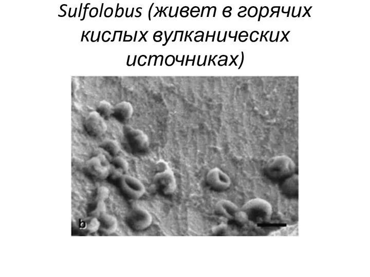 Sulfolobus (живет в горячих кислых вулканических источниках)