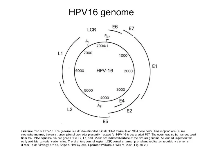 HPV16 genome Genomic map of HPV-16. The genome is a