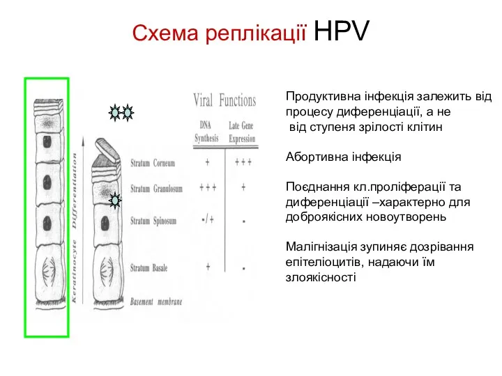 Схема реплікації HPV Продуктивна інфекція залежить від процесу диференціації, а