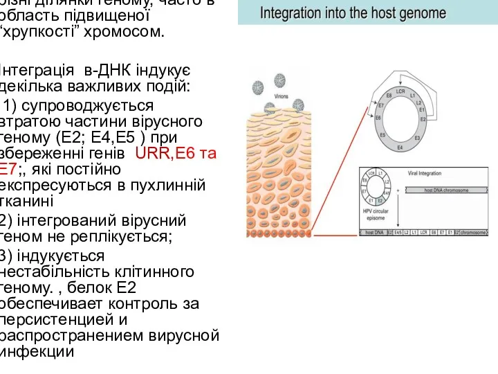 Інтеграція неспецифічна, в різні ділянки геному, часто в область підвищеної