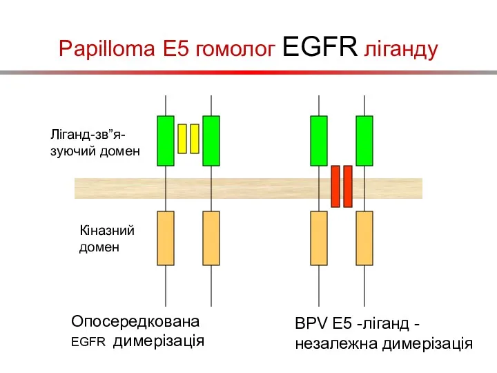 Papilloma E5 гомолог EGFR ліганду Ліганд-зв”я-зуючий домен Кіназний домен Опосередкована