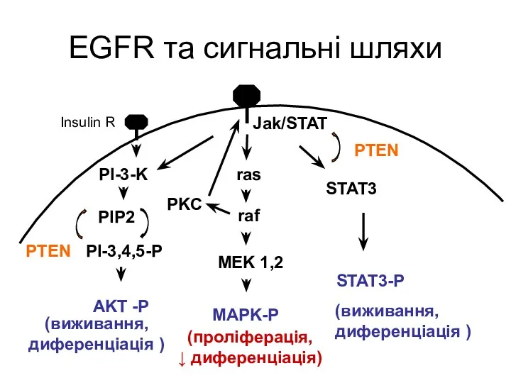 EGFR та сигнальні шляхи ras raf MEK 1,2 MAPK-P PI-3-K