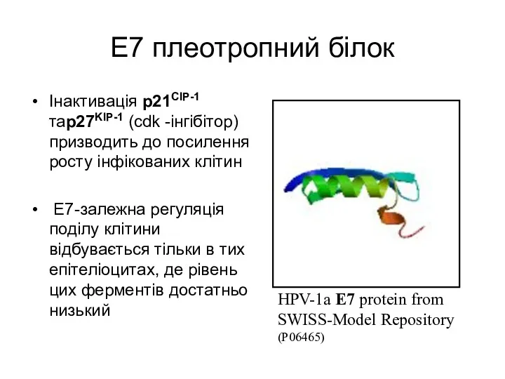 E7 плеотропний білок Інактивація p21CIP-1 таp27KIP-1 (cdk -інгібітор) призводить до
