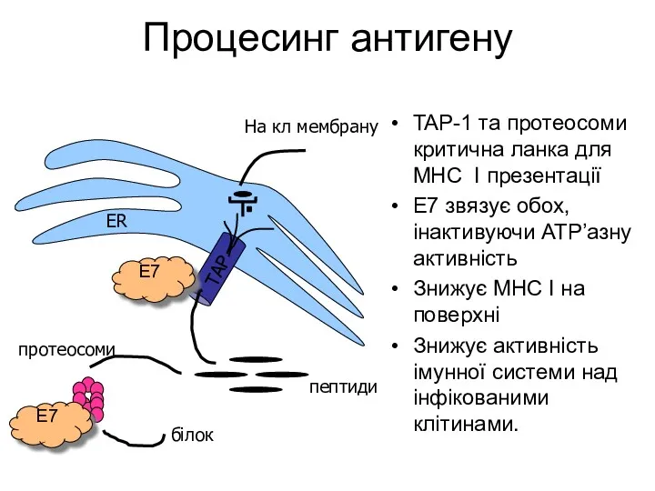 Процесинг антигену TAP-1 та протеосоми критична ланка для MHC I